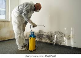 Best Basement Mold Removal  in Hanamaulu, HI